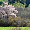 Andre's Tree